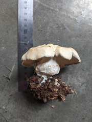 Leucopaxillus cerealis