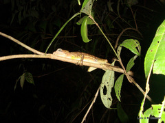 Basiliscus galeritus