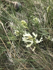 Astragalus pectinatus