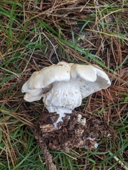 Leucopaxillus cerealis