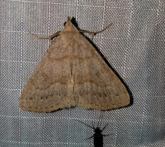 Chytolita morbidalis