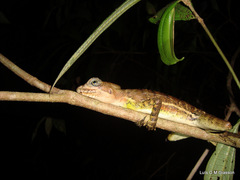 Basiliscus galeritus
