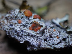 Ramboldia gowardiana