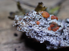 Ramboldia gowardiana