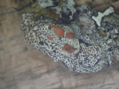 Ramboldia gowardiana