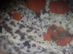 Ramboldia gowardiana