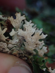 Sticta martinii