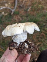 Leucopaxillus cerealis