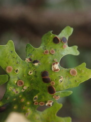 Sticta colinii