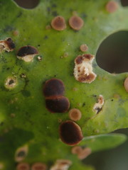 Sticta colinii