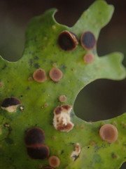 Sticta colinii
