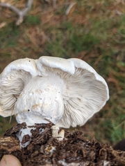 Leucopaxillus cerealis