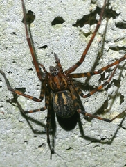 Eratigena inermis