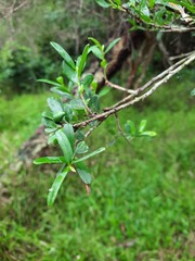 Philotheca trachyphylla