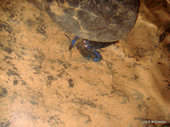 Macrobrachium hancocki