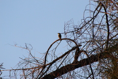 Setophaga coronata auduboni