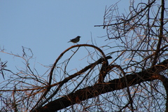 Setophaga coronata auduboni