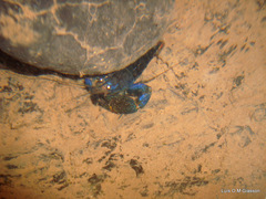 Macrobrachium hancocki