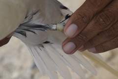 Phaethon lepturus catesbyi