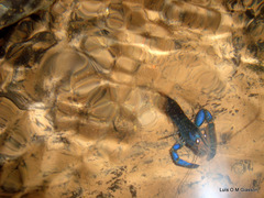 Macrobrachium hancocki