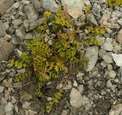 Gingidia decipiens