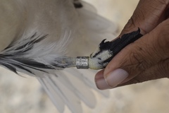 Phaethon lepturus catesbyi