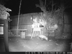 Didelphis virginiana