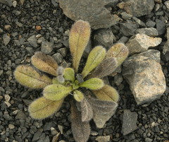 Myosotis traversii traversii