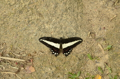 Heraclides hectorides