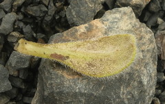 Myosotis traversii traversii