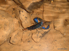 Macrobrachium hancocki