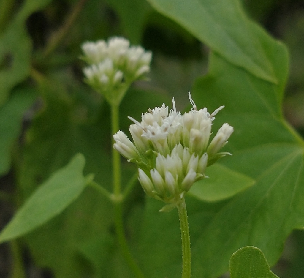 Mikania parodii