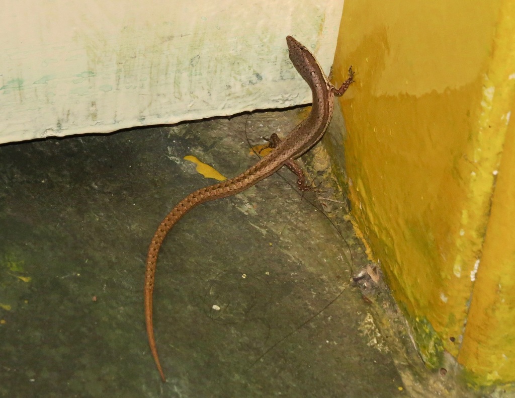 Placosoma