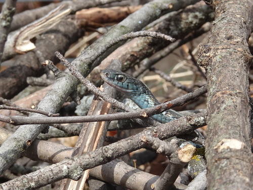 Common Garter Snake photographed in Kansas