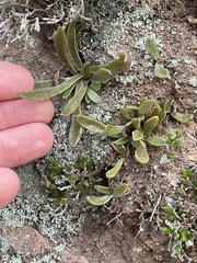 Dudleya parva