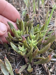 Dudleya parva