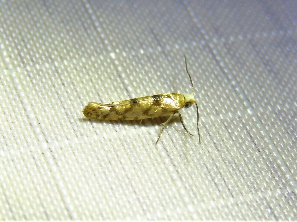 Juniper Seed Moth