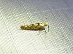 Juniper Seed Moth