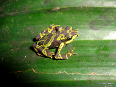 Atelopus spurrelli