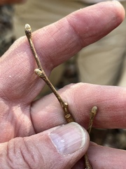 Dirca decipiens