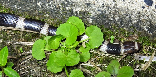 Eastern Bandy Bandy sighting