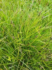 Divisae