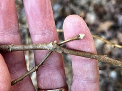Dirca decipiens