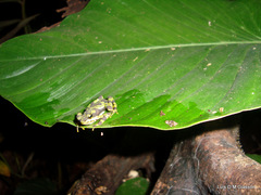 Atelopus spurrelli