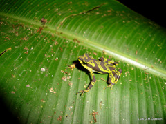 Atelopus spurrelli