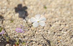Linanthus dichotomus