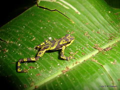 Atelopus spurrelli