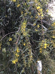 Acacia