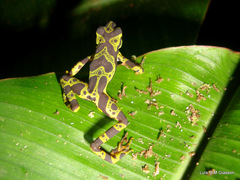 Atelopus spurrelli