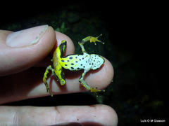 Atelopus spurrelli
